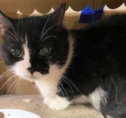 Mimi
