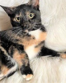 Brandy