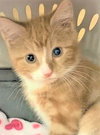 Timothy
