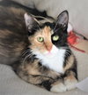 Tula