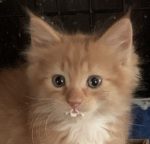 Mercury
