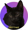 Neptune