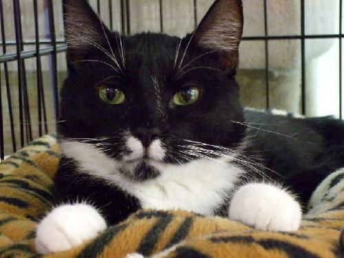 Oreo '07