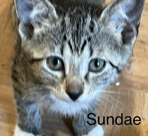 Sundae