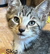 Skip