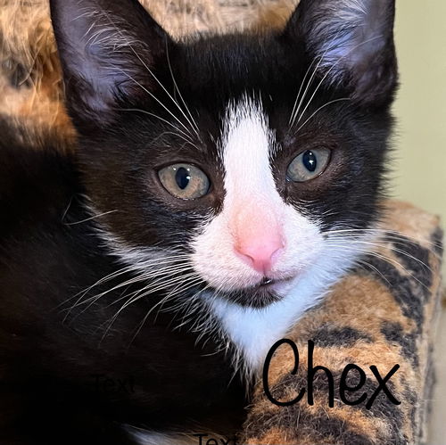 Chex