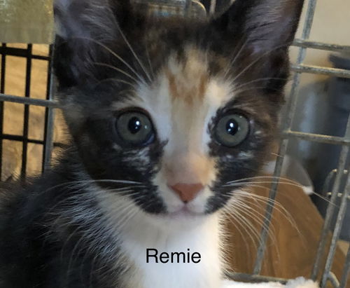 Remie