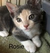 Rosie