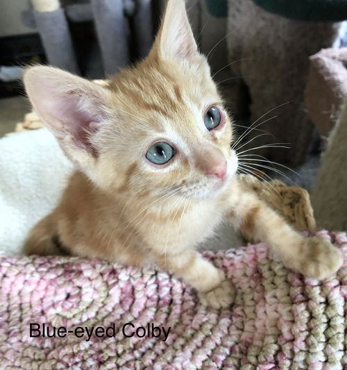 Colby