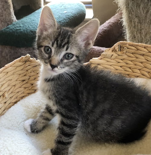 Levi