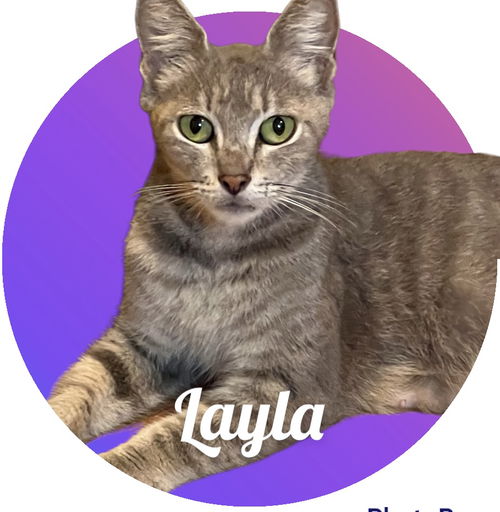 Layla
