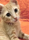 Kibbles