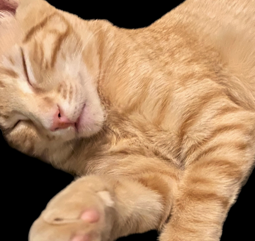 Kibbles