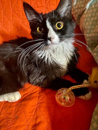 Priscilla