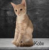 Kobe