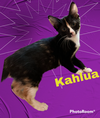 Kahlua