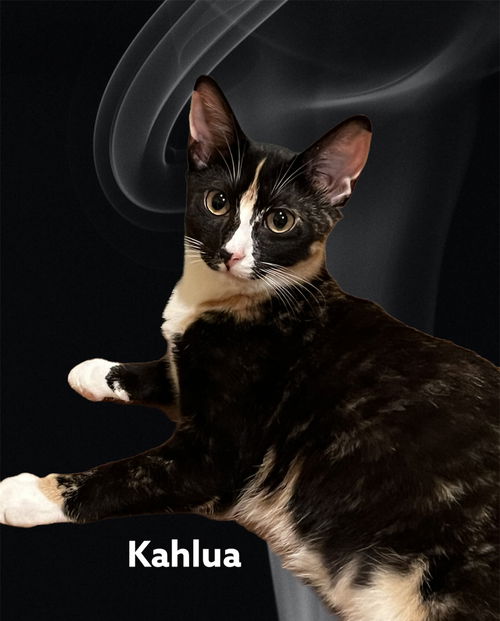 Kahlua