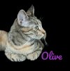 adoptable Cat in  named Olive
