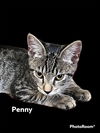 Penny
