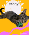 Penny
