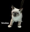 Smokey
