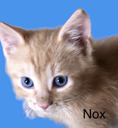 Nox