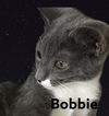 Bobbie