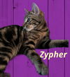 Zephyr