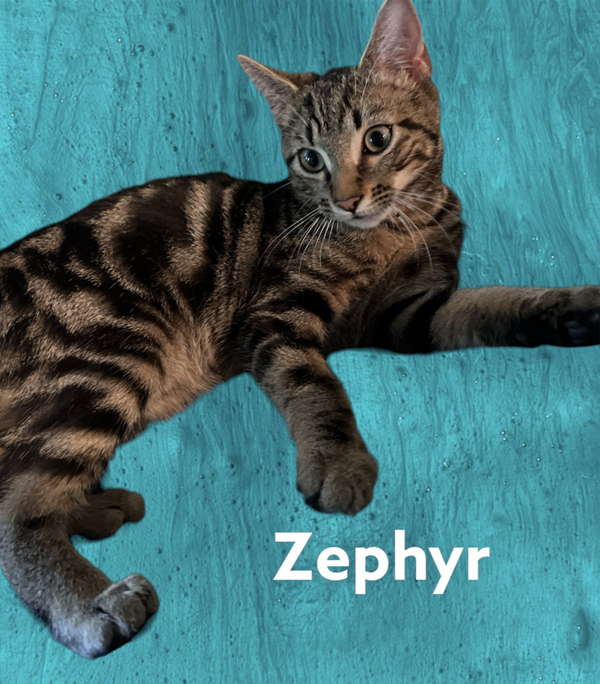 Cats for Adoption in Surfside, Florida Alpha Paw