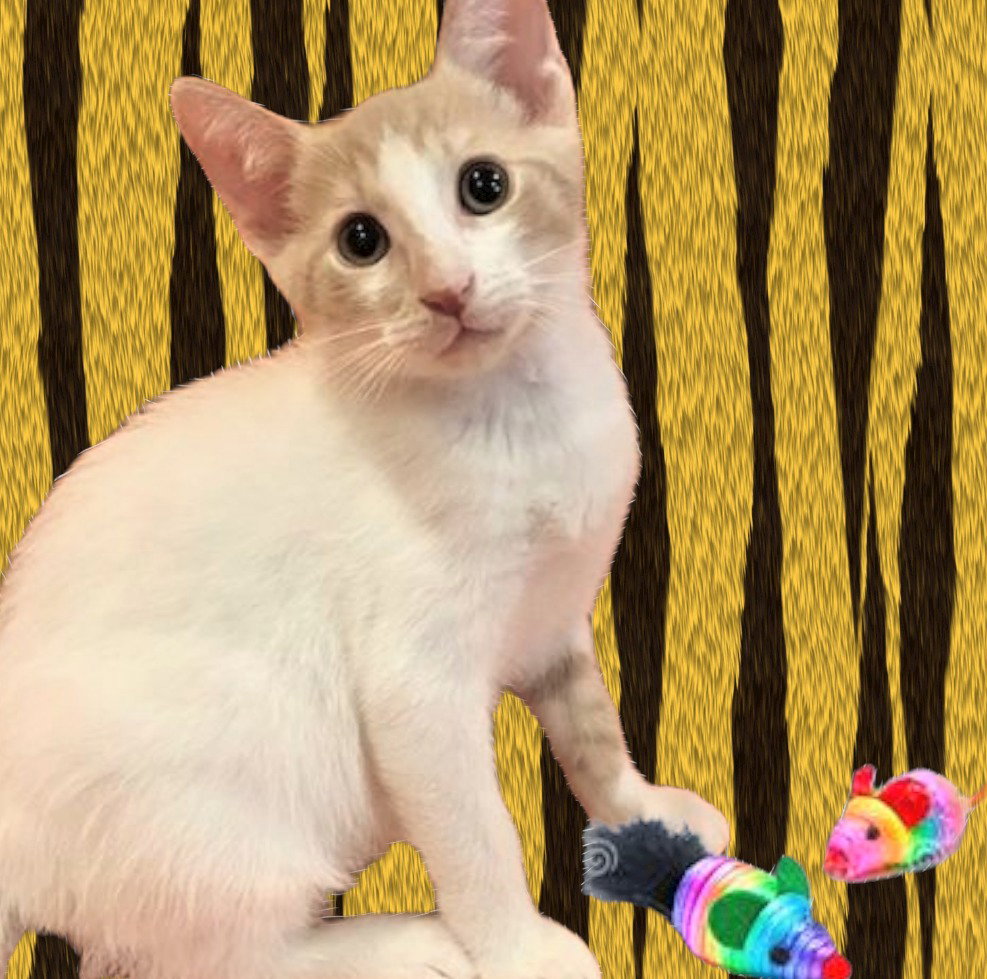 Cats for Adoption in Miami Lakes, Florida Alpha Paw