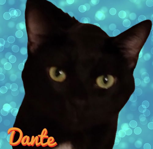 Dante
