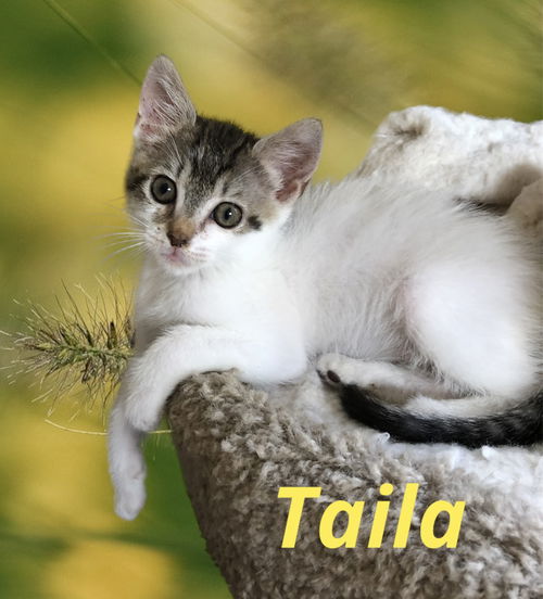 Taila