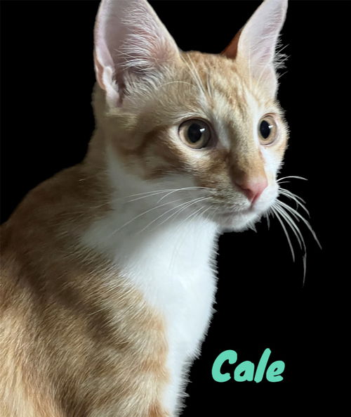 Cale