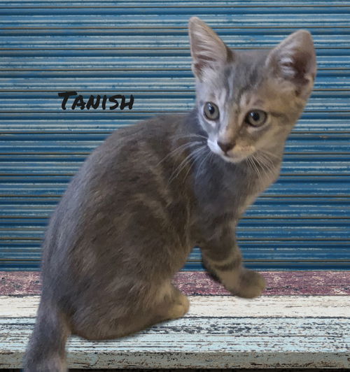 Tanish