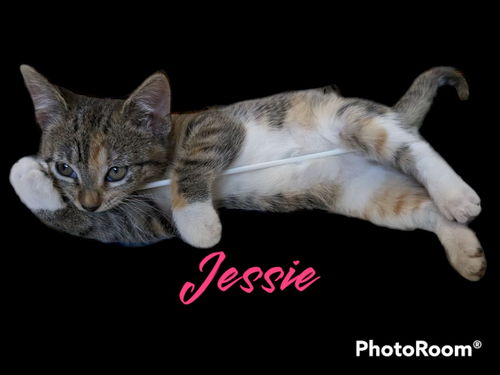 Jessie