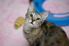 Ruby (pet rescue)