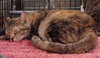 Ruby (pet rescue)