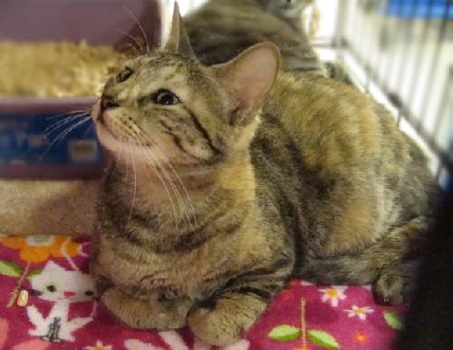 Ruby (pet rescue)
