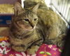Ruby (pet rescue)