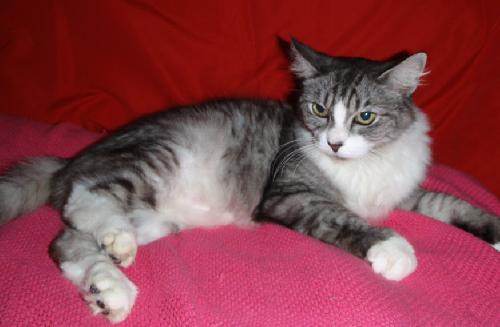 Shiloh