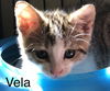 Vela