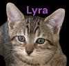 adoptable Cat in  named Lyra