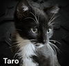 Taro