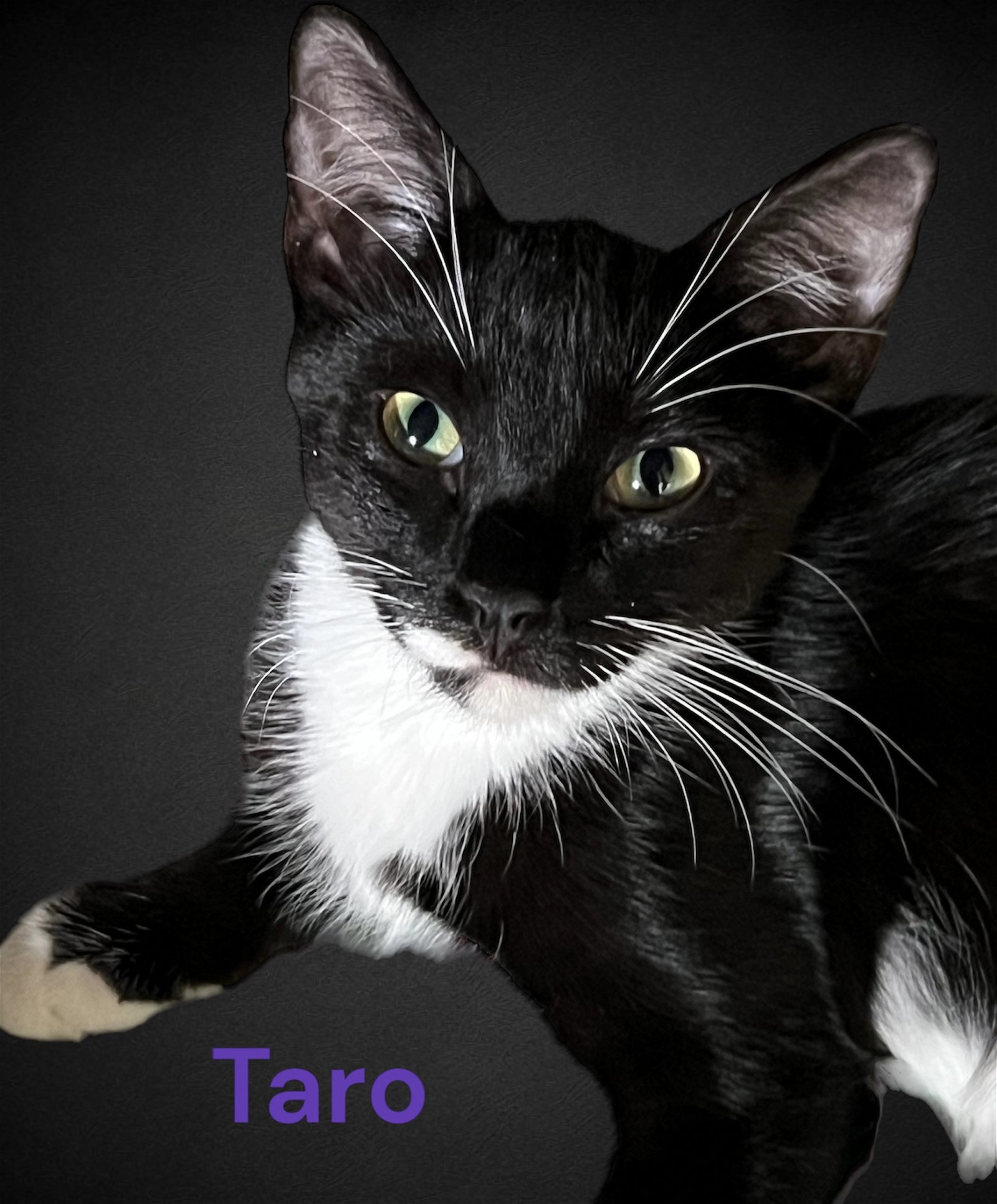 adoptable Cat in Miami, FL named Taro