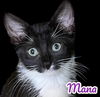 Mana