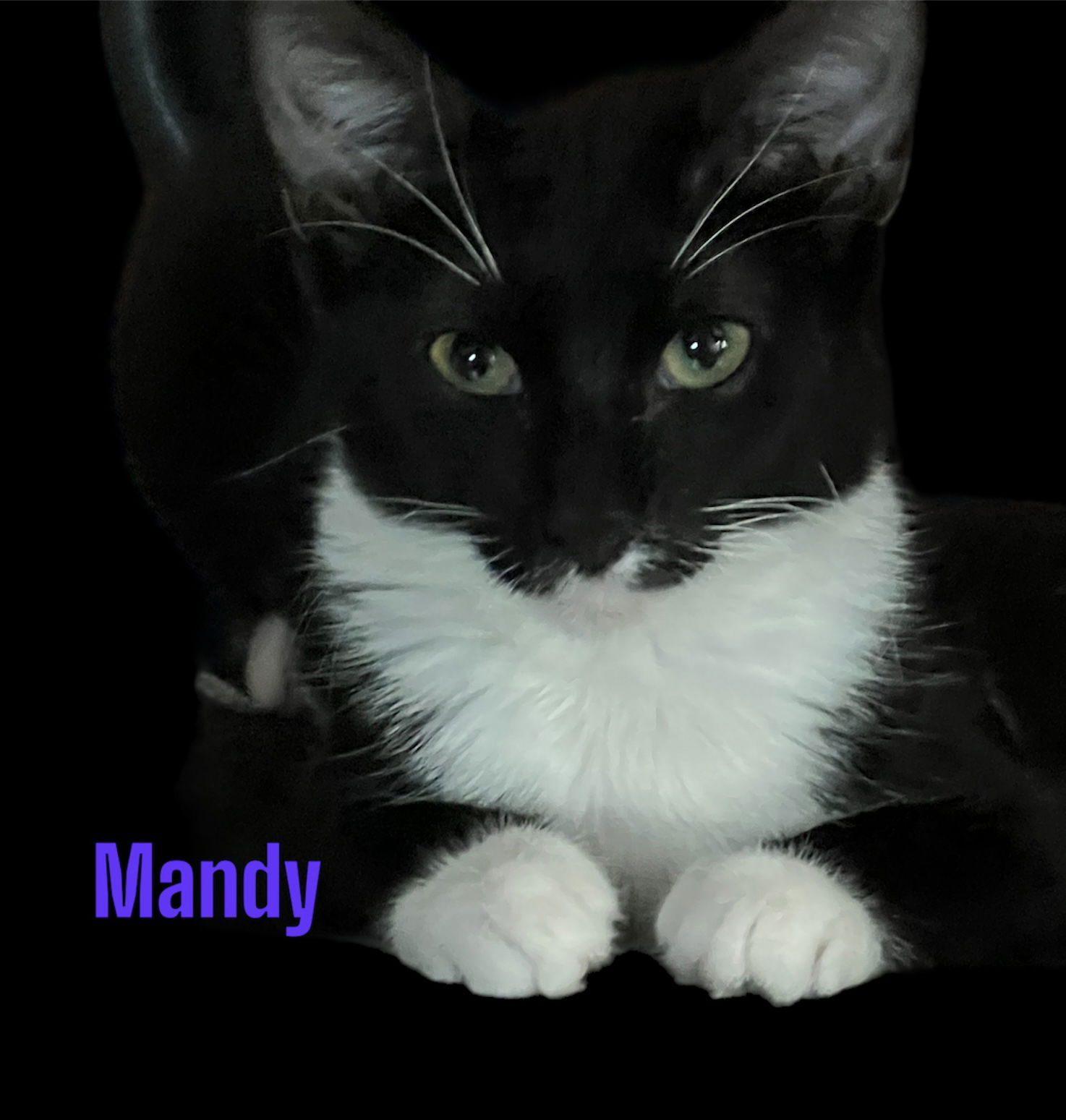 adoptable Cat in Miami, FL named Mandy