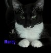 adoptable Cat in  named Mandy