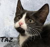 Taz