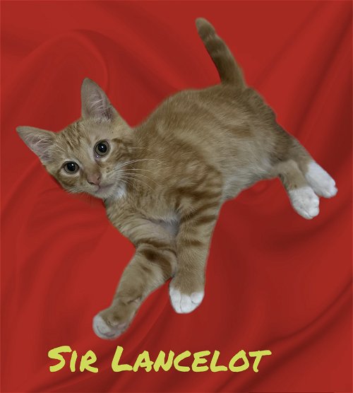 Sir Lancelot (Noodles)