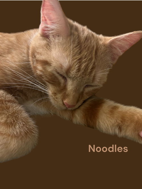 Noodles